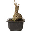 Ginkgo Biloba, 17 cm, ± 15 years old, with a nebari of 8 cm