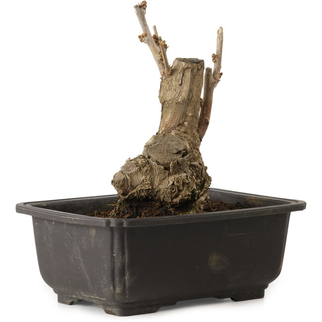 Ginkgo Biloba, 17 cm, ± 15 years old, with a nebari of 8 cm
