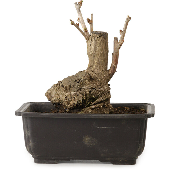 Ginkgo Biloba, 17 cm, ± 15 ans, avec un nebari de 8 cm