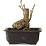 Ginkgo Biloba, 17 cm, ± 15 jaar oud, met een nebari van 8 cm.