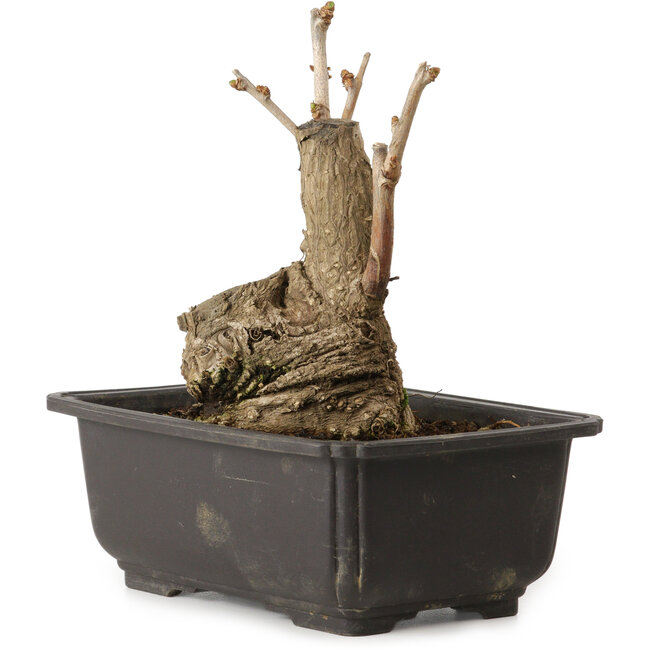 Ginkgo Biloba, 17 cm, ± 15 ans, avec un nebari de 8 cm