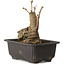 Ginkgo Biloba, 17 cm, ± 15 years old, with a nebari of 8 cm
