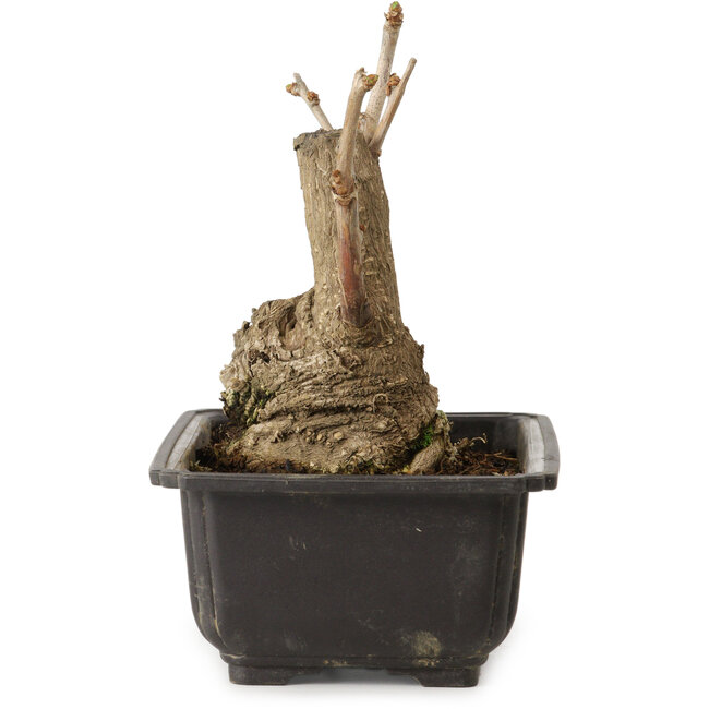 Ginkgo Biloba, 17 cm, ± 15 ans, avec un nebari de 8 cm