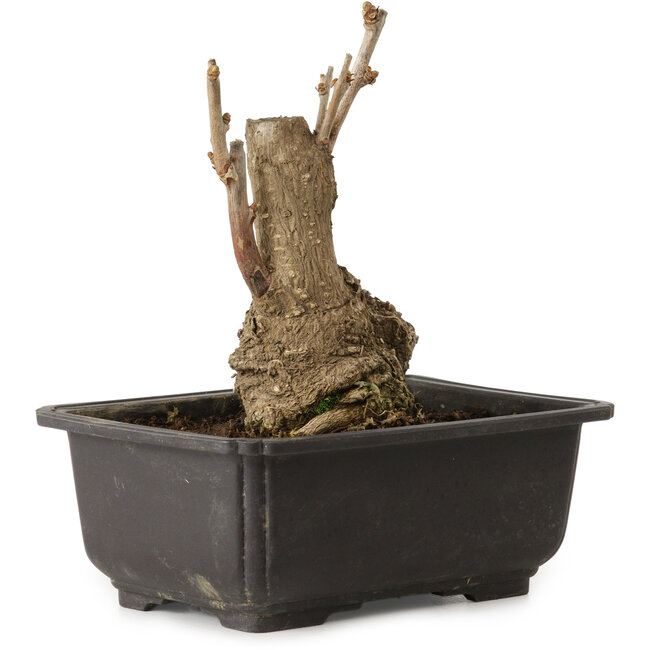 Ginkgo Biloba, 17 cm, ± 15 jaar oud, met een nebari van 8 cm.