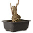 Ginkgo Biloba, 17 cm, ± 15 jaar oud, met een nebari van 8 cm.