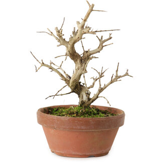 Punica granatum, 16 cm, ± 15 ans