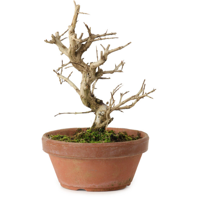 Granatapfel (Punica granatum), 16 cm, ca. 15 Jahre alt, mit einem Wurzelansatz von 2 cm