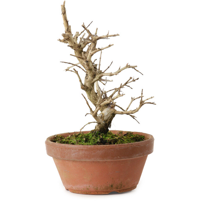 Punica granatum, 16 cm, ± 15 jaar oud, met een nebari van 2 cm