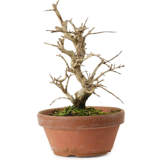 Punica granatum, 16 cm, ± 15 ans, avec un nebari de 2 cm