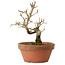 Punica granatum, 16 cm, ± 15 anni, con nebari di 2 cm