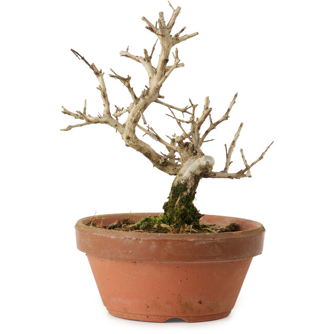 Punica granatum, 16 cm, ± 15 jaar oud, met een nebari van 2 cm