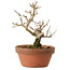 Punica granatum, 16 cm, ± 15 anni, con nebari di 2 cm