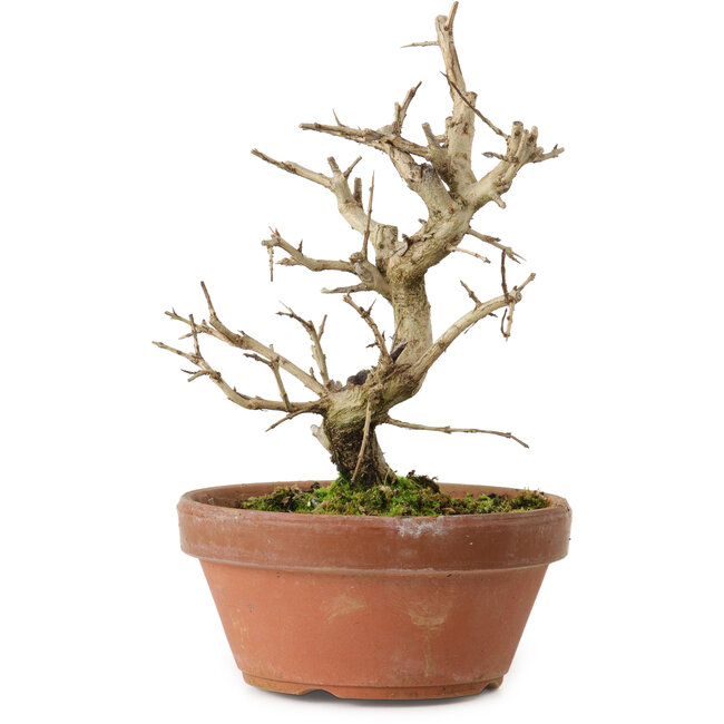 Punica granatum, 16 cm, ± 15 años de edad, con un nebari de 2 cm