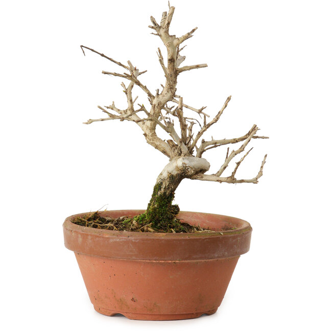 Granatapfel (Punica granatum), 16 cm, ca. 15 Jahre alt, mit einem Wurzelansatz von 2 cm