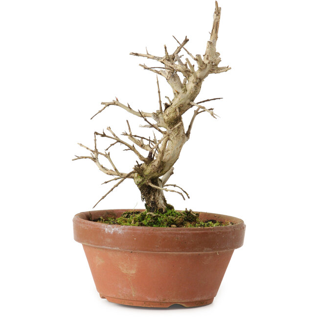 Punica granatum, 16 cm, ± 15 years old, with a nebari of 2 cm