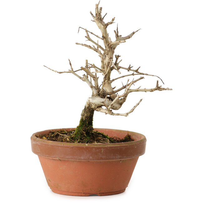 Punica granatum, 16 cm, ± 15 jaar oud, met een nebari van 2 cm