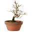 Punica granatum, 16 cm, ± 15 anni, con nebari di 2 cm