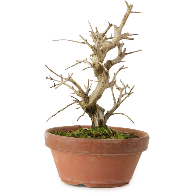 Punica granatum, 16 cm, ± 15 años de edad, con un nebari de 2 cm