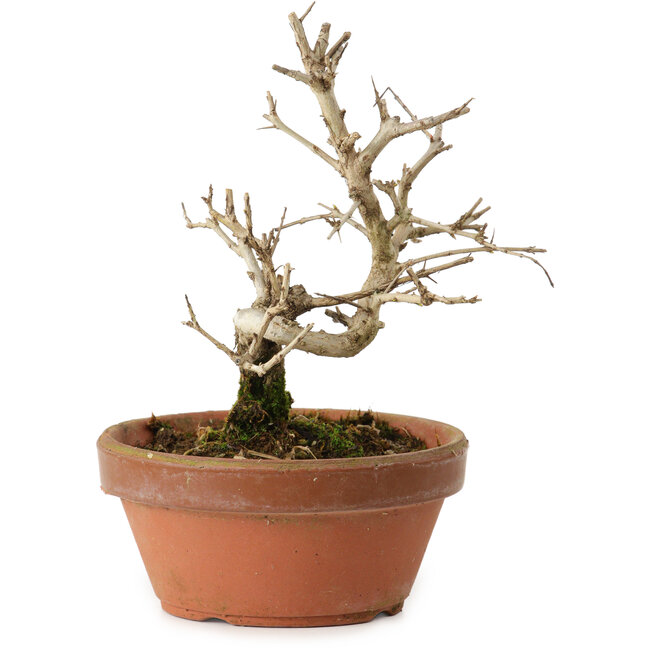 Punica granatum, 16 cm, ± 15 años de edad, con un nebari de 2 cm