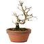 Punica granatum, 16 cm, ± 15 anni, con nebari di 2 cm