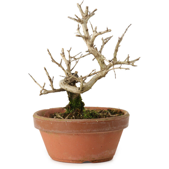 Punica granatum, 16 cm, ± 15 anni, con nebari di 2 cm