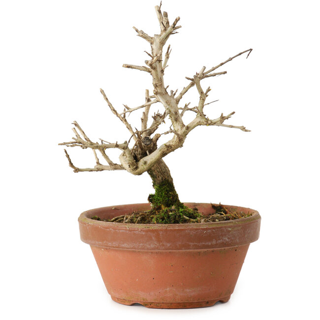 Punica granatum, 16 cm, ± 15 años de edad, con un nebari de 2 cm