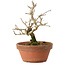Punica granatum, 16 cm, ± 15 anni, con nebari di 2 cm