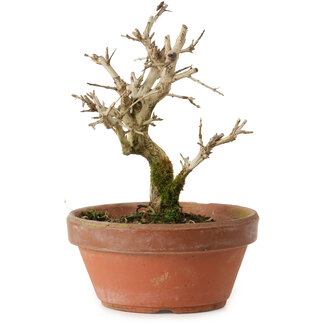 Punica granatum, 16 cm, ± 15 anni