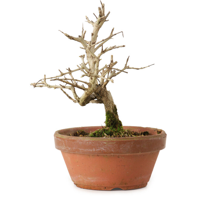 Punica granatum, 16 cm, ± 15 años de edad, con un nebari de 2 cm