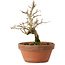 Punica granatum, 16 cm, ± 15 anni, con nebari di 2 cm