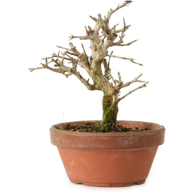 Punica granatum, 16 cm, ± 15 jaar oud, met een nebari van 2 cm