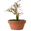 Punica granatum, 16 cm, ± 15 anni, con nebari di 2 cm