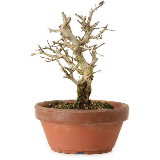 Punica granatum, 16 cm, ± 15 jaar oud, met een nebari van 2 cm