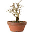 Punica granatum, 16 cm, ± 15 anni, con nebari di 2 cm