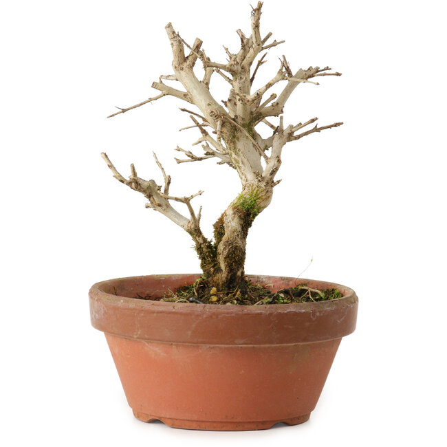 Punica granatum, 16 cm, ± 15 años de edad, con un nebari de 2 cm