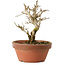 Punica granatum, 16 cm, ± 15 anni, con nebari di 2 cm