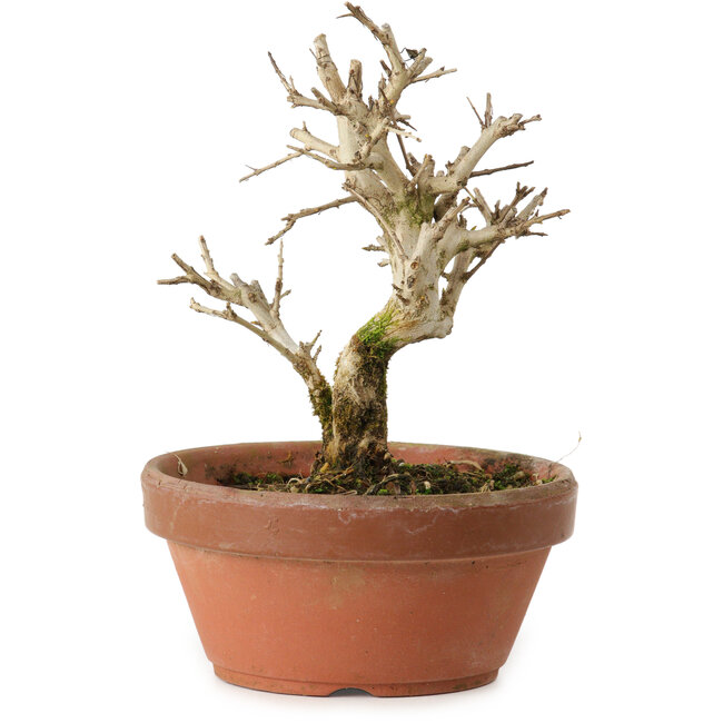 Punica granatum, 16 cm, ± 15 ans, avec un nebari de 2 cm