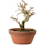 Punica granatum, 16 cm, ± 15 anni, con nebari di 2 cm
