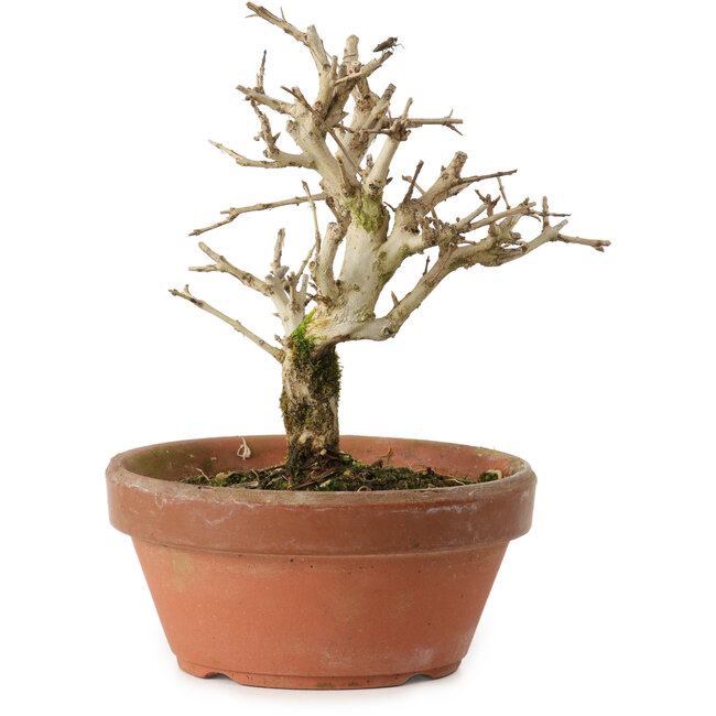 Granatapfel (Punica granatum), 16 cm, ca. 15 Jahre alt, mit einem Wurzelansatz von 2 cm