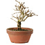 Punica granatum, 16 cm, ± 15 anni, con nebari di 2 cm