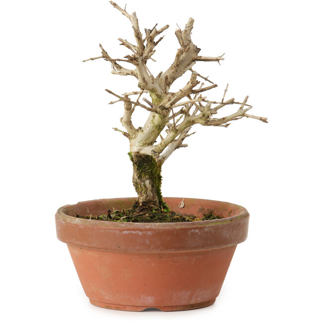 Punica granatum, 16 cm, ± 15 years old, with a nebari of 2 cm