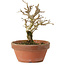 Punica granatum, 16 cm, ± 15 anni, con nebari di 2 cm