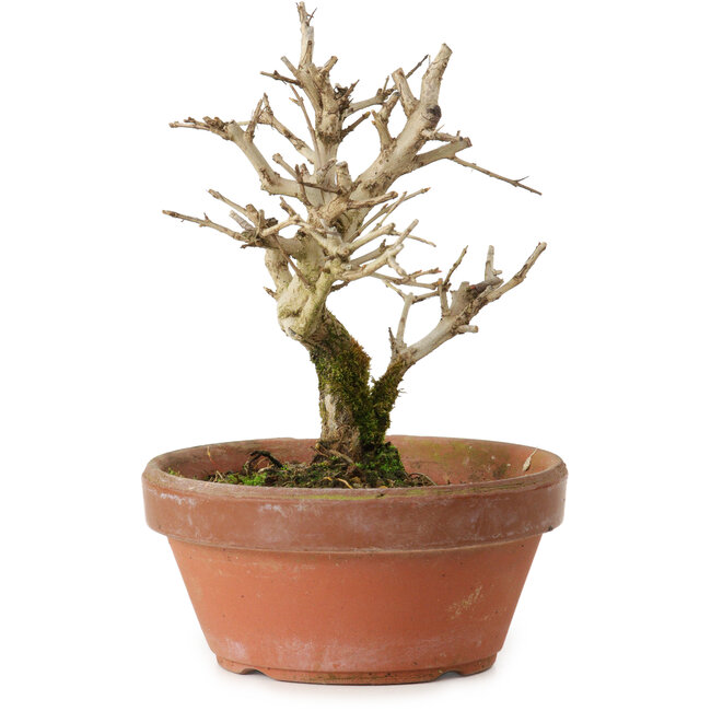 Punica granatum, 16 cm, ± 15 anni, con nebari di 2 cm