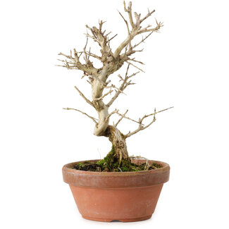 Granatapfel (Punica granatum), 16 cm, ca. 15 Jahre alt