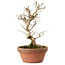 Punica granatum, 16 cm, ± 15 anni, con nebari di 2 cm