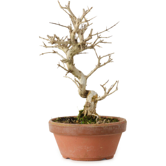 Granatapfel (Punica granatum), 16 cm, ca. 15 Jahre alt, mit einem Wurzelansatz von 2 cm