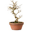 Punica granatum, 16 cm, ± 15 anni, con nebari di 2 cm