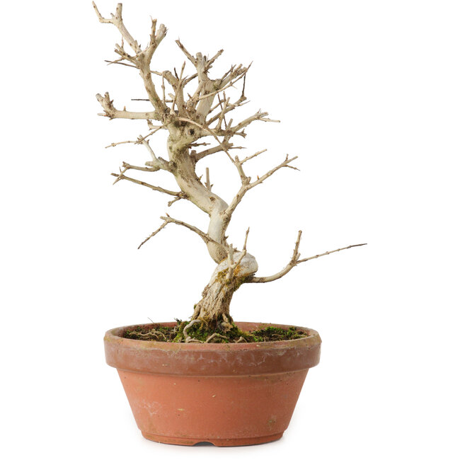 Punica granatum, 16 cm, ± 15 jaar oud, met een nebari van 2 cm