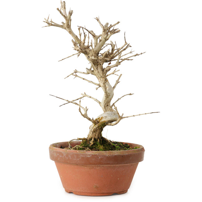 Punica granatum, 16 cm, ± 15 years old, with a nebari of 2 cm