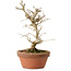Punica granatum, 16 cm, ± 15 anni, con nebari di 2 cm